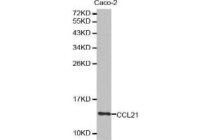 Western blot analysis of extracts of Caco-2 cell lysate, using CCL21 antibody. (CCL21 antibody  (AA 24-134))