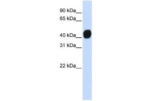 WB Suggested Anti-TGFB1I1 Antibody Titration:  0. (TGFB1I1 antibody  (N-Term))