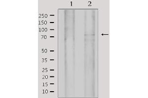Western blot analysis of extracts from 293, using MYST2 Antibody. (MYST2 antibody  (Internal Region))