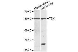 Western blot analysis of extracts of various cell lines, using TEK antibody (ABIN1875053) at 1:1000 dilution. (TEK antibody)