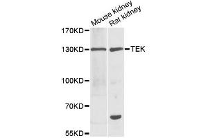 Western blot analysis of extracts of various cell lines, using TEK antibody (ABIN1875053) at 1:1000 dilution.
