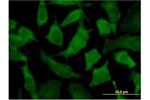 Immunofluorescence of monoclonal antibody to PA2G4 on HeLa cell. (PA2G4 antibody  (AA 1-110))