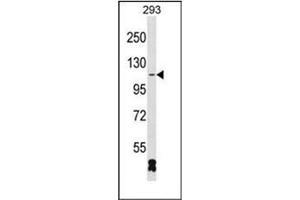 Western blot analysis of RBM26 Antibody (N-term) in 293 cell line lysates (35ug/lane).