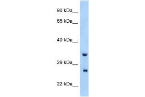 WB Suggested Anti-Prrg4 Antibody Titration: 1. (PRRG4 antibody  (N-Term))