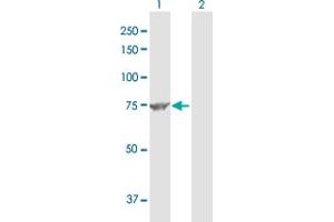 Western Blot analysis of MUT expression in transfected 293T cell line by MUT MaxPab polyclonal antibody. (MUT antibody  (AA 1-750))