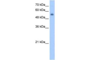 Western Blotting (WB) image for anti-UDP Glycosyltransferase 3 Family, Polypeptide A2 (UGT3A2) antibody (ABIN2463263) (UGT3A2 antibody)