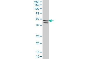 SMAD7 monoclonal antibody (M09), clone 1G10 Western Blot analysis of SMAD7 expression in HeLa