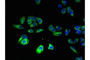Immunofluorescent analysis of HepG2 cells using ABIN7165217 at dilution of 1:100 and Alexa Fluor 488-congugated AffiniPure Goat Anti-Rabbit IgG(H+L) (CNIH4 antibody  (AA 78-117))