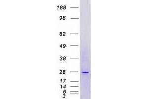 Validation with Western Blot (MFAP2 Protein (Transcript Variant 2) (Myc-DYKDDDDK Tag))