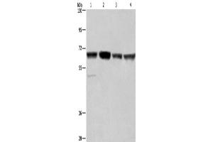 Western Blotting (WB) image for anti-Glyoxylate Reductase 1 Homolog (GLYR1) antibody (ABIN2433093) (GLYR1 antibody)