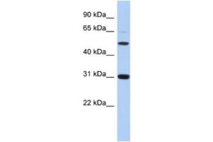 Western Blotting (WB) image for anti-Peptidase Inhibitor 16 (PI16) antibody (ABIN2463939) (PI16 antibody)