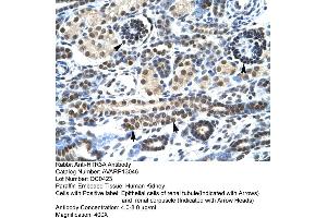 Human kidney (Serotonin Receptor 3A antibody  (N-Term))