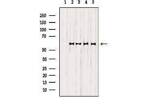 Western blot analysis of extracts from various samples, using EFNB1/2 Antibody. (EFNB1/2 antibody)
