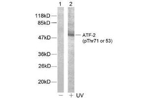 Western blot analysis of extract from HeLa cells, using ATF-2 (phospho-Thr71 or 53) antibody (E011031). (ATF2 antibody  (pThr53, pThr71))