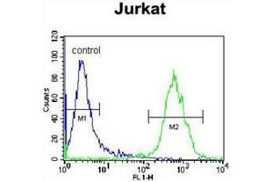 Flow cytometric analysis of Jurkat cells using OR4N4 Antibody (N-term) Cat. (OR4N4 antibody  (N-Term))