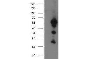 Image no. 1 for anti-UBX Domain Protein 2B (UBXN2B) antibody (ABIN1501658) (UBXN2B antibody)