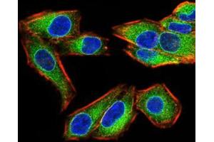 Immunofluorescence analysis of Hela cells using EMD mouse mAb (green).