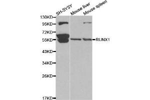 Western blot analysis of extracts of various cell lines, using RUNX1 antibody. (RUNX1 antibody)