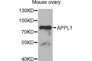 Western Blotting (WB) image for anti-Adaptor Protein, phosphotyrosine Interaction, PH Domain and Leucine Zipper Containing 1 (APPL1) (AA 1-210) antibody (ABIN1678717) (APPL1 antibody  (AA 1-210))