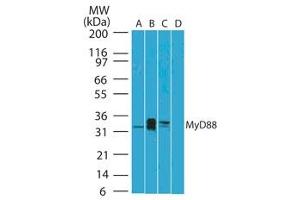 Image no. 1 for anti-Myeloid Differentiation Primary Response Gene (88) (MYD88) (AA 50-100) antibody (ABIN959910) (MYD88 antibody  (AA 50-100))