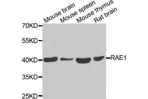 Western blot analysis of extracts of various cell lines, using RAE1 antibody (ABIN5974056) at 1/1000 dilution. (RAE1 antibody)