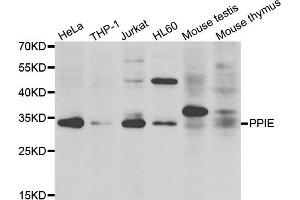Western blot analysis of extracts of various cell lines, using PPIE antibody (ABIN5975469) at 1/1000 dilution. (PPIE antibody)