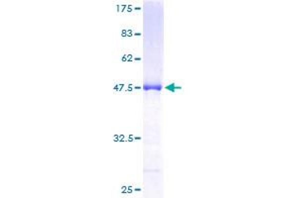 RGS10 Protein (AA 1-181) (GST tag)