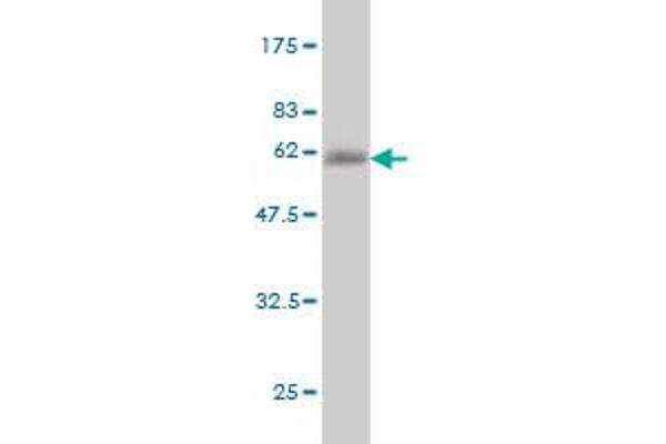 NFYB antibody  (AA 1-207)