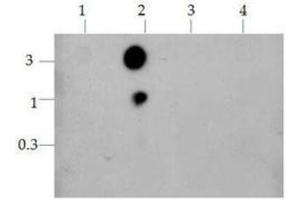 Dot Blot of Rabbit Histone H3 [K9ac, K14ac] Antibody. (Histone 3 antibody  (H3K9ac, H3K14ac))