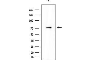 Western blot analysis of lysates from Rat brain, using SRPK1 Mouse Monoclonal Antibody at 1/1000 dilution.