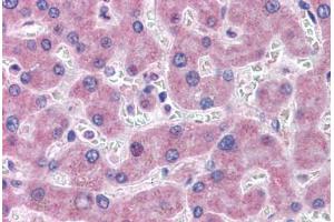 Anti-GFPT1 antibody  ABIN960779 IHC staining of human liver. (GFPT1 antibody  (N-Term))