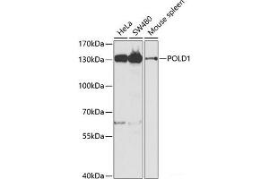 Western blot analysis of extracts of various cell lines using POLD1 Polyclonal Antibody at dilution of 1:1000. (POLD1 antibody)