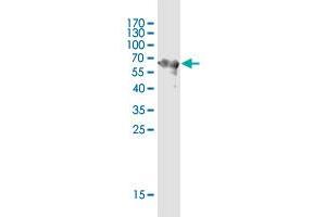 Western Blot detection against Immunogen (62. (LYPD3 antibody  (AA 1-346))