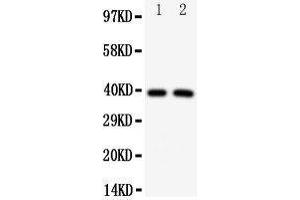 Western Blotting (WB) image for anti-Interferon Regulatory Factor 2 (IRF2) (AA 249-266), (C-Term) antibody (ABIN3043040) (IRF2 antibody  (C-Term))