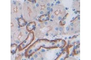 IHC-P analysis of Mouse Tissue, with DAB staining. (FGFRL1 antibody  (AA 164-374))