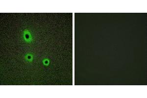Peptide - +Immunofluorescence analysis of A549 cells, using EFNA5 antibody.