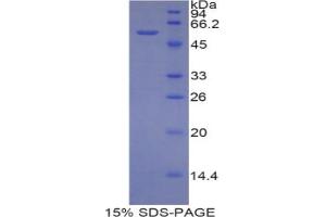 SDS-PAGE analysis of Mouse CUZD1 Protein.