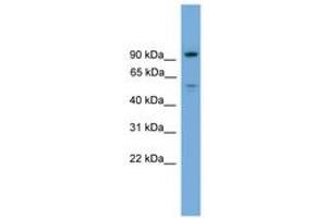 Image no. 1 for anti-Chromosome 16 Open Reading Frame 71 (C16ORF71) (AA 431-480) antibody (ABIN6746358) (C16ORF71 antibody  (AA 431-480))