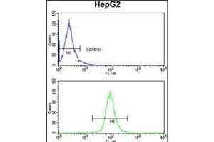 TNFAIP2 Antibody (Center) (ABIN390522 and ABIN2840874) flow cytometry analysis of HepG2 cells (bottom histogram) compared to a negative control cell (top histogram). (TNFAIP2 antibody  (AA 456-484))