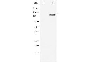 Western blot analysis of M-CSF Receptor phosphorylation expression in LPS treated 293 whole cell lysates,The lane on the left is treated with the antigen-specific peptide. (CSF1R antibody  (pTyr809))