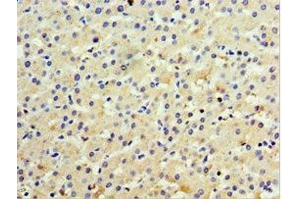 IL28B antibody  (AA 22-196)