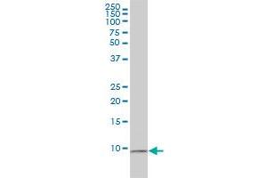 RPS27A antibody  (AA 1-156)