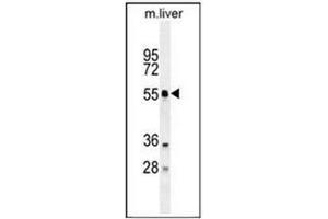 Western blot analysis in mouse liver tissue lysates using ATG4D Antibody (N-term) Cat. (ATG4D antibody  (N-Term))