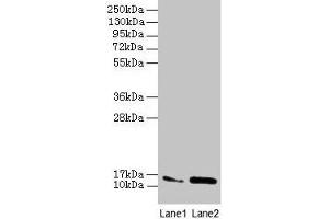 Western blot All lanes: MMGT1 antibody at 12 μg/mL Lane 1: Hela whole cell lysate Lane 2: 293T whole cell lysate Secondary Goat polyclonal to rabbit IgG at 1/10000 dilution Predicted band size: 15, 22 kDa Observed band size: 15 kDa (MMGT1 antibody  (AA 66-131))