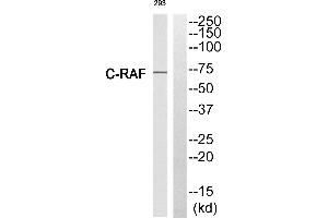 Western blot analysis of extracts from 293 cells, using C-RAF (Ab-301) antibody. (RAF1 antibody  (Ser301))
