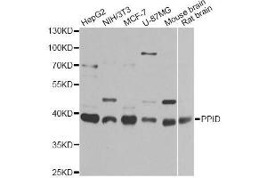 Western blot analysis of extracts of various cell lines, using PPID antibody (ABIN5974177) at 1/1000 dilution. (PPID antibody)