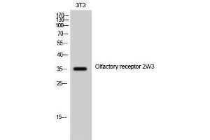 Western Blotting (WB) image for anti-Olfactory Receptor, Family 2, Subfamily W, Member 1-Like (OR2W3) (Internal Region) antibody (ABIN3186078) (OR2W3 antibody  (Internal Region))