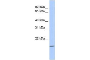 Western Blotting (WB) image for anti-C-Type Lectin-Like 1 (CLECL1) antibody (ABIN2459642) (CLECL1 antibody)
