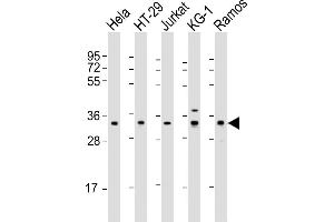 All lanes : Anti-SL2B Antibody (N-Term) at 1:2000 dilution Lane 1: Hela whole cell lysate Lane 2: HT-29 whole cell lysate Lane 3: Jurkat whole cell lysate Lane 4: KG-1 whole cell lysate Lane 5: Ramos whole cell lysate Lysates/proteins at 20 μg per lane. (SPPL2B antibody  (AA 126-160))