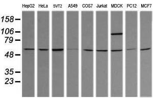 Image no. 3 for anti-Tripartite Motif Containing 38 (TRIM38) (AA 1-265) antibody (ABIN1490679) (TRIM38 antibody  (AA 1-265))